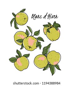Vector card with hand drawn Blanc d'Hiver apple twigs. Beautiful food design elements. Ink drawing
