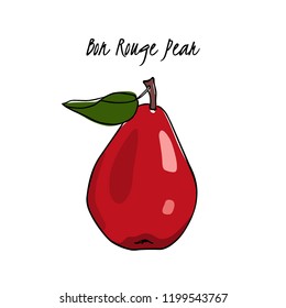 Vector card with hand drawn Bon Rouge pear. Beautiful food design elements. Ink drawing