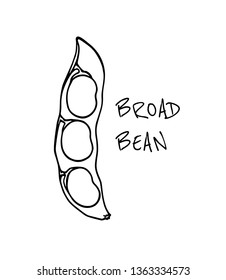 Vector card with hand drawn broad bean pod. Beautiful food design elements, ink drawing