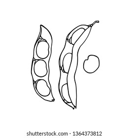 Vector card with hand drawn broad bean pod. Beautiful food design elements, ink drawing