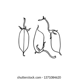 Vector card with hand drawn chickpea pods. Beautiful food design elements, ink drawing