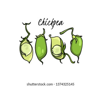 Vector card with hand drawn chickpea pods. Beautiful food design elements, ink drawing