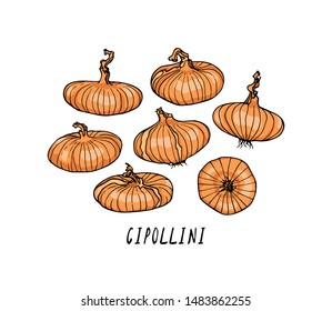 Vector card with hand drawn Cipollini onion bulbs. Beautiful food design elements, ink drawing