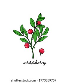 Vector card with hand drawn cranberry twig. Beautiful floral and food design elements, ink drawing. 