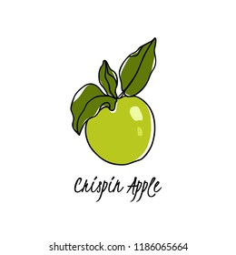 Vector card with hand drawn Crispin apple twig. Beautiful food design elements. Ink drawing