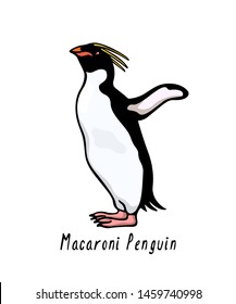 Vector card with hand drawn cute Macaroni penguin. Ink drawing, funny illustration, beautiful animal design elements.