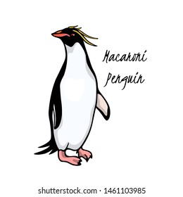 Vector card with hand drawn cute Macaroni penguin. Ink drawing, funny illustration, beautiful animal design elements.