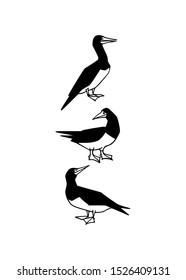 Vector card with hand drawn cute Brown Boobies. Ink drawing, beautiful animal and nautical design elements.