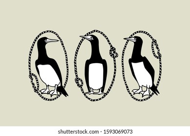Vector card with hand drawn cute Brown Boobies in nautical rope frames. Ink drawing, beautiful animal and nautical design elements.
