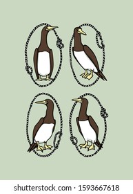 Vector card with hand drawn cute Brown Boobies in nautical rope frames. Ink drawing, beautiful animal and nautical design elements.