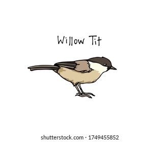 Tarjeta vectorial con mano dibujada lindo Tit Willow. Dibujo de tinta, hermosos elementos de diseño animal. Plantilla de logotipo