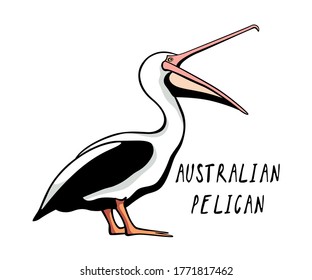Vector card with hand drawn cute Australian pelican with wide open bill. Ink drawing, funny illustration, beautiful marine animal design elements.