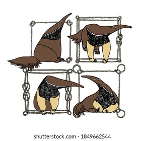 Vector card with hand drawn cute anteaters in rope frames. Beautiful ink drawing, sketch style. Funny animal portrait set