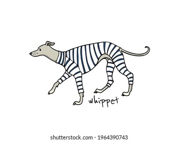 Vector card with hand drawn cute whippet in a stripe sweet pyjamas. Beautiful design elements, ink drawing, funny illustration. 