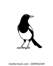 Tarjeta vectorial con la mano dibujada lindo Magpie. Dibujo de tinta, estilo gráfico. Bellos elementos de diseño animal.