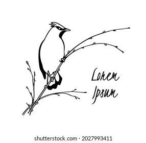 Vector card with hand drawn cute Waxwing sitting on a tree branch. Ink drawing, graphic style. Beautiful animal design elements.
