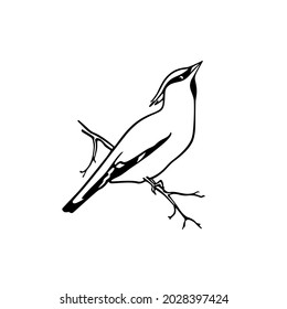 Vector card with hand drawn cute Waxwing sitting on a tree branch. Ink drawing, graphic style. Beautiful animal design elements.