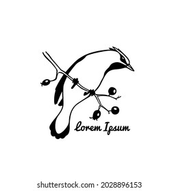 Vector card with hand drawn cute Waxwing sitting on a tree branch. Ink drawing, graphic style. Beautiful animal design elements.