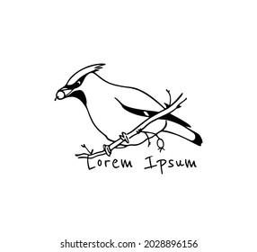 Vector card with hand drawn cute Waxwing sitting on a tree branch. Ink drawing, graphic style. Beautiful animal design elements.