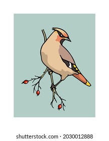 Vector card with hand drawn cute Waxwing sitting on a hawthorn tree branch. Ink drawing, graphic style. Beautiful animal design elements.