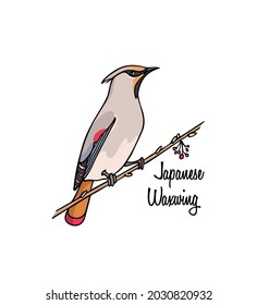 Vector card with hand drawn cute Japanese Waxwing sitting on a rowan tree branch. Ink drawing, graphic style. Beautiful animal design elements.