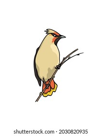 Vector card with hand drawn cute Waxwing sitting on a tree branch. Ink drawing, graphic style. Beautiful animal design elements.