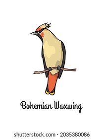 Vector card with hand drawn cute Bohemian Waxwing sitting on a tree branch. Ink drawing, graphic style. Beautiful animal design elements.