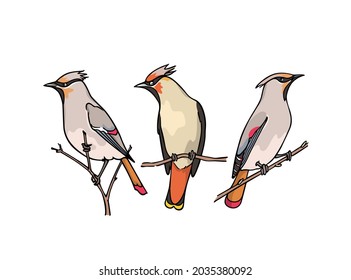 Tarjeta vectorial con los adorables Waxwings japoneses dibujados a mano sentados en las ramas de los árboles. Dibujo de tinta, estilo gráfico. Bellos elementos de diseño animal.