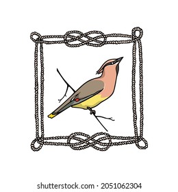 Vektorkarte mit handgezeichnet niedlichem Waxwing im nautischen Seilrahmen. Tintenzeichnung, Grafikstil. Schöne Elemente der Tiergestaltung.