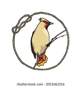 Tarjeta vectorial con Waxwing lindo dibujado a mano en marco de cuerda náutica. Dibujo de tinta, estilo gráfico. Bellos elementos de diseño animal.