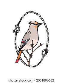 Vector card with hand drawn cute Waxwing in nautical rope frame. Ink drawing, graphic style. Beautiful animal design elements.