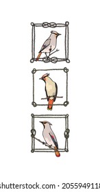 Vector card with hand drawn cute Waxwings in nautical rope frames. Ink drawing, graphic style. Beautiful animal design elements.