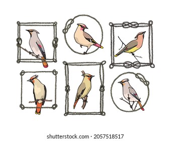 Tarjeta vectorial con Waxwings dibujadas a mano en marcos de cuerda náutica. Dibujo de tinta, estilo gráfico. Bellos elementos de diseño animal.