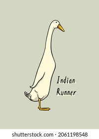 Vector card with hand drawn cute white Indian Runner duck. Ink drawing, graphic style. Beautiful farm products design elements. svg