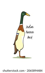 Vector card with hand drawn cute Mallard Indian Runner duck. Ink drawing, graphic style. Beautiful farm products design elements. svg