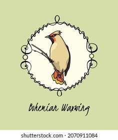 Tarjeta vectorial con mano dibujada lindo Waxwing en un elegante marco vintage. Dibujo de tinta, estilo gráfico. Bellos elementos de diseño animal.
