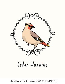 Vector card with hand drawn cute Cedar Waxwing in graceful vintage frame. Ink drawing, graphic style. Beautiful animal design elements.