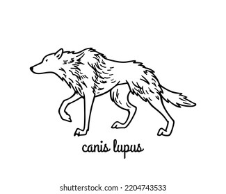 Vector card with hand drawn cute graceful wolf. Ink drawing, graphic style. Beautiful wild nature design elements. Tattoo or logo template 