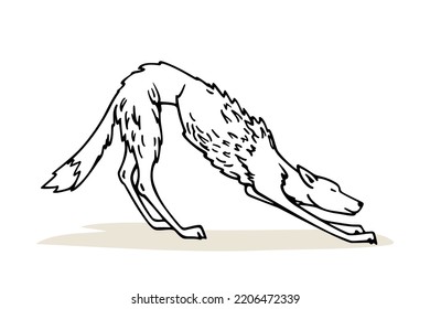 Vector card with hand drawn cute skinny stretching wolf. Ink drawing, graphic style. Beautiful wild nature design elements. Tattoo or logo template 