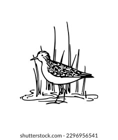 Tarjeta vectorial con sandpiper lindo dibujado a mano entre la hierba húmeda. Bellos elementos de diseño animal, dibujo de tinta, plantilla de logotipo