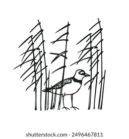 Vector card with hand drawn cute snipe in graceful reed. Beautiful animal design elements, ink drawing, logo template