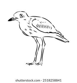 Vector card with hand drawn cute plover. Beautiful animal design elements, ink drawing