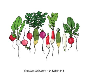 Vector card with hand drawn different types of raw radish. Beautiful food design elements, ink drawing