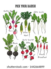 Vector card with hand drawn different types of ripe radish. Beautiful food design elements, ink drawing