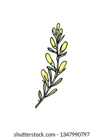 Vector card with hand drawn dyer's greenweed twig. Beautiful floral design elements, ink drawing