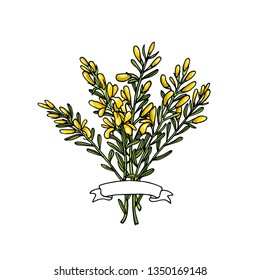 Vector card with hand drawn dyer's greenweed bouquet. Beautiful floral design elements, ink drawing