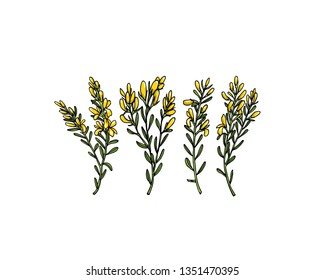 Vector card with hand drawn dyer's greenweed twigs. Beautiful floral design elements, ink drawing