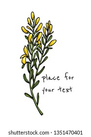 Vector card with hand drawn dyer's greenweed twig. Beautiful floral design elements, ink drawing