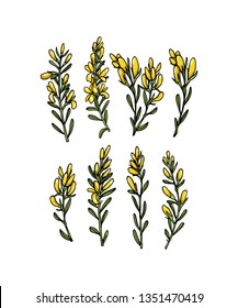 Vector card with hand drawn dyer's greenweed twigs. Beautiful floral design elements, ink drawing