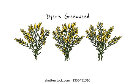 Vector card with hand drawn dyer's greenweed twigs. Beautiful floral design elements, ink drawing